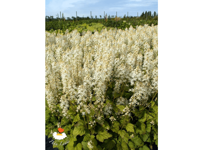 Tiarella   'Moorgrün'